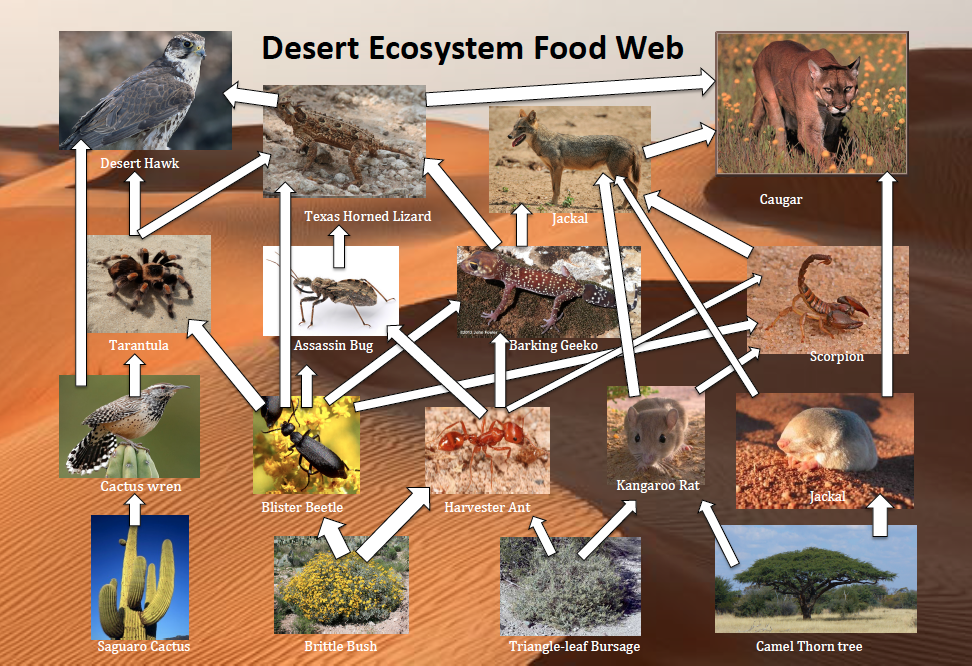 Food web - Desert